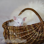 Сиамский котенок. 26 дней