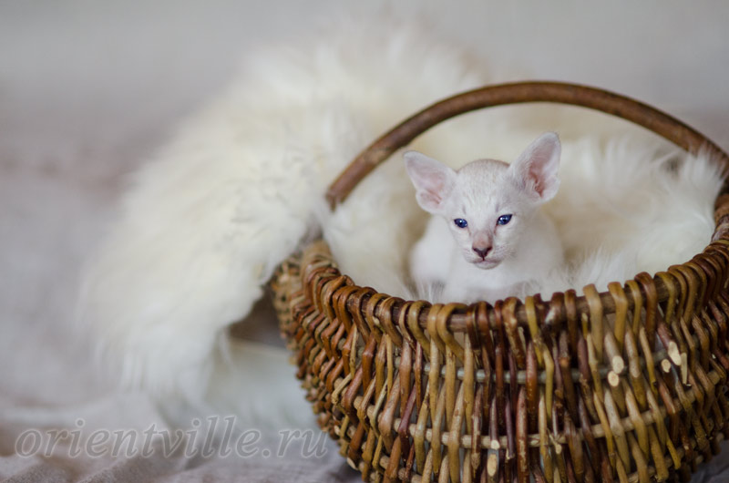 Сиамский котенок. 26 дней