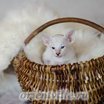 Сиамский котенок