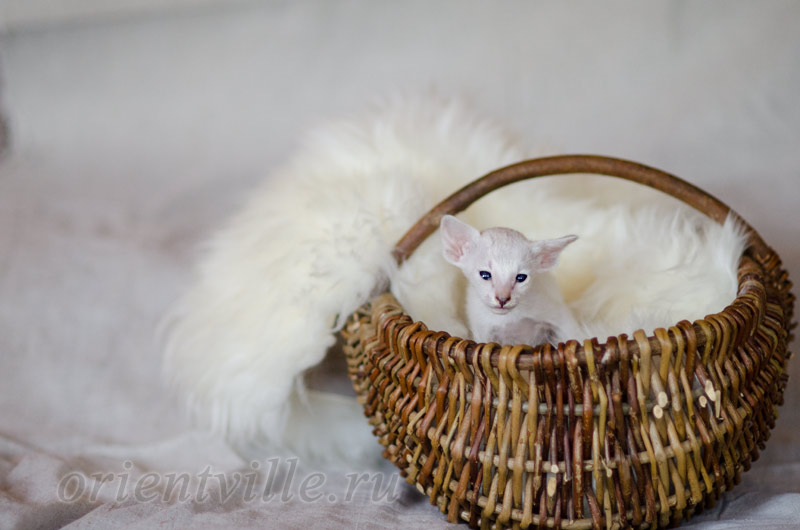 Сиамский котенок. 26 дней