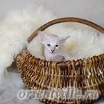 Сиамский котенок. 26 дней