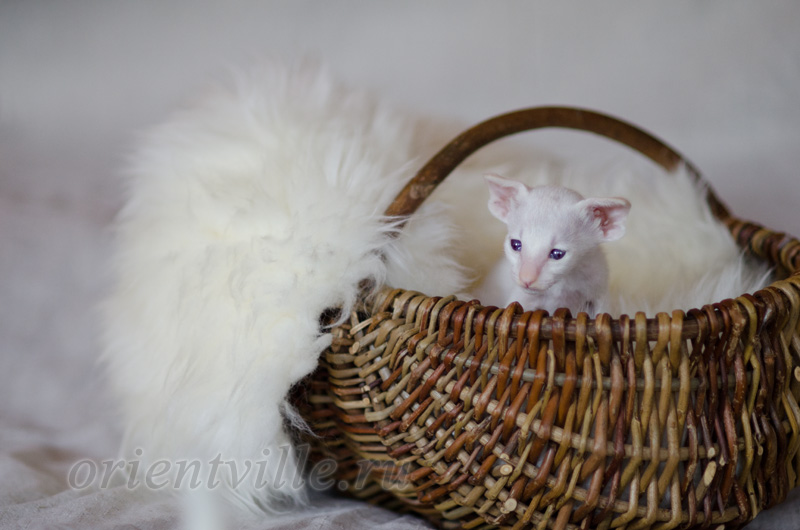 Сиамский котенок. 26 дней