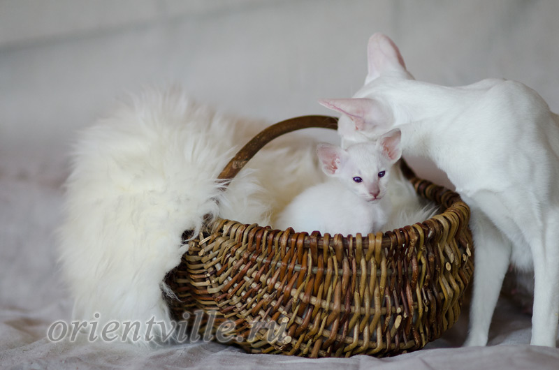 Сиамский котенок. 26 дней