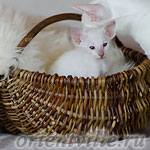 Сиамский котенок