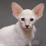 Сиамский котенок. 2 мес