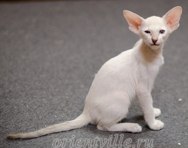 Сиамский котенок. 2 мес