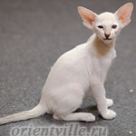 Сиамский котенок. 2 мес