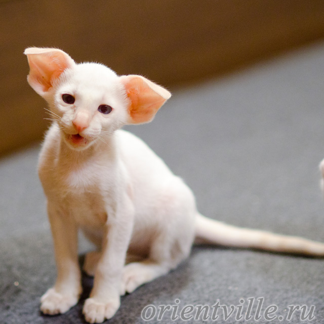 Сиамский котенок. 2 мес