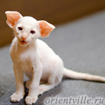 Сиамский котенок. 2 мес