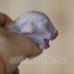 Новорожденный котенок