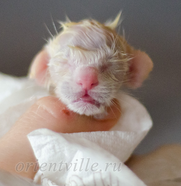 Новорожденный котенок