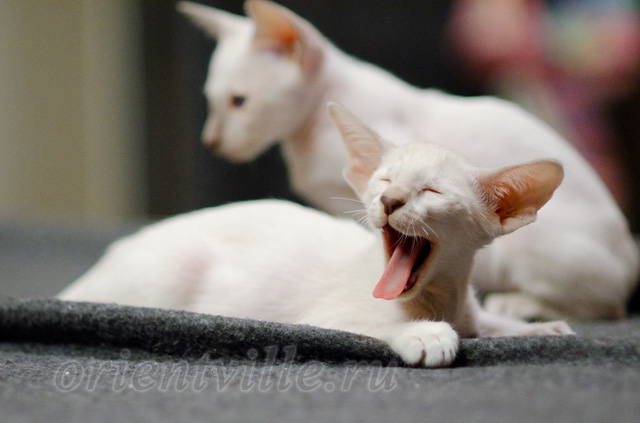 Сиамский котенок. 2 мес
