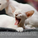 Сиамский котенок. 2 мес