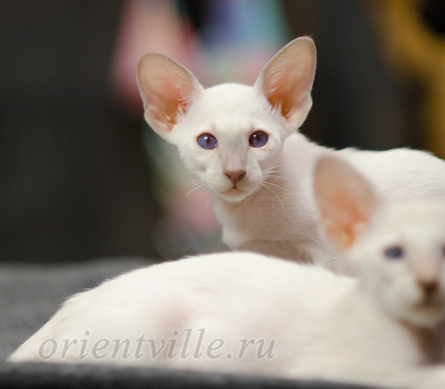 Сиамский котенок. 2 мес