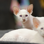 Сиамский котенок. 2 мес