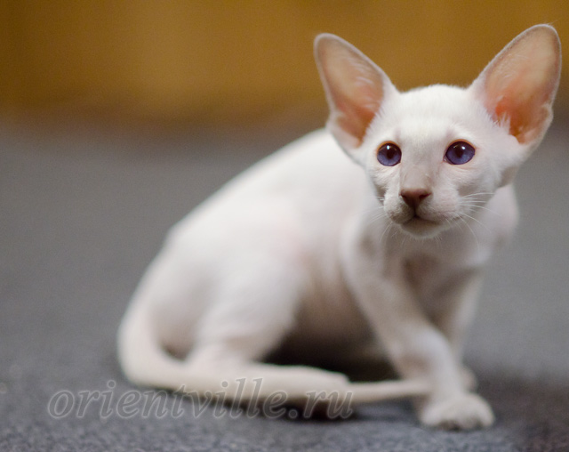 Сиамский котенок. 2 мес