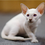 Сиамский котенок. 2 мес