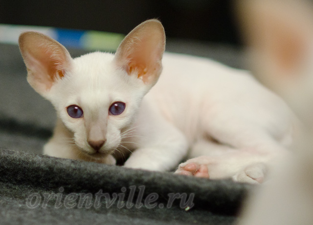Сиамский котенок. 2 мес