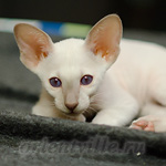 Сиамский котенок. 2 мес