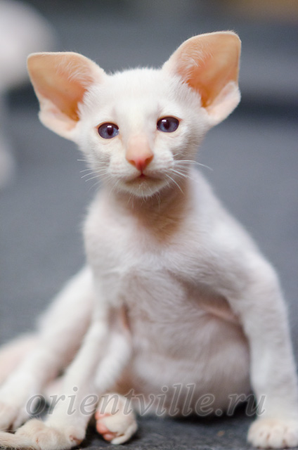 Сиамский котенок. 2 мес