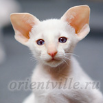 Сиамский котенок. 2 мес