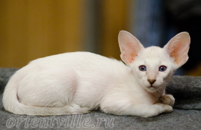 Сиамский котенок. 2 мес