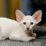 Сиамский котенок. 2 мес