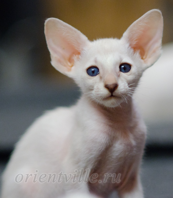 Сиамский котенок. 2 мес