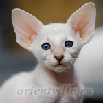 Сиамский котенок. 2 мес