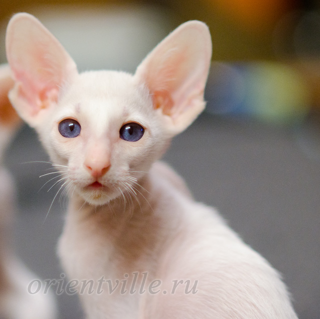 Сиамский котенок. 2 мес