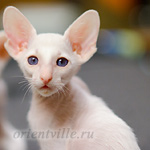 Сиамский котенок. 2 мес