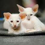 Сиамский котенок. 2 мес