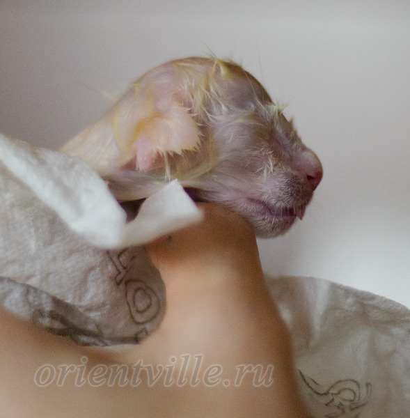 Новорожденный котенок