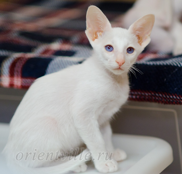 Сиамский котенок. 2 мес