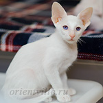 Сиамский котенок. 2 мес