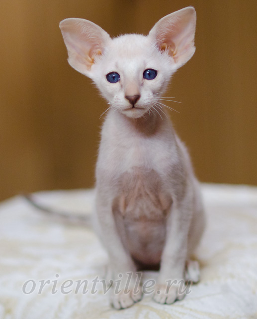 Сиамский котенок. 2 мес