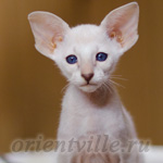 Сиамский котенок. 2 мес