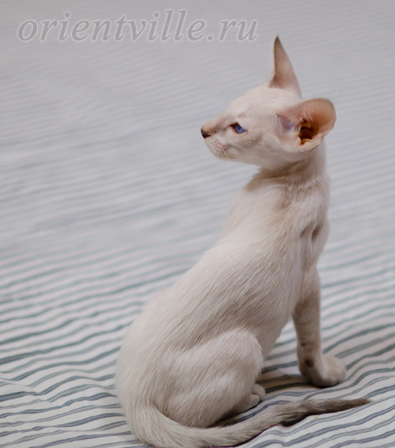 Сиамский котенок. 2 мес