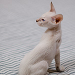 Сиамский котенок. 2 мес