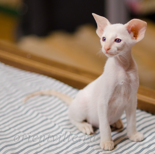 Сиамский котенок. 2 мес