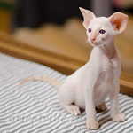 Сиамский котенок. 2 мес