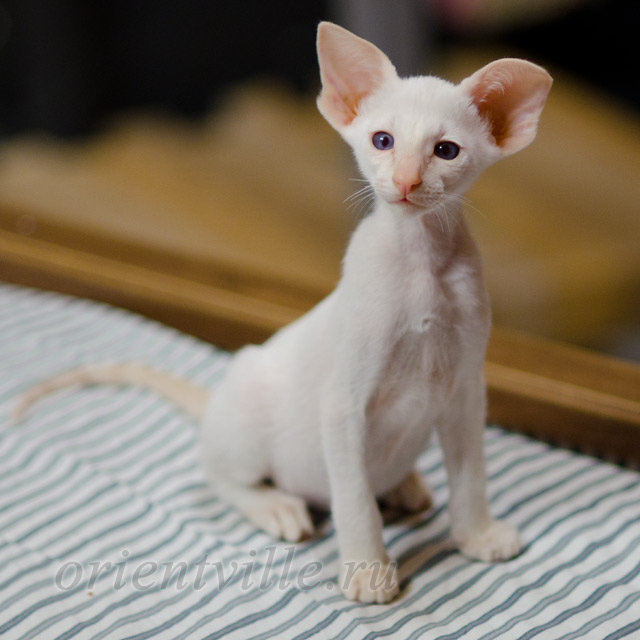 Сиамский котенок. 2 мес