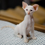 Сиамский котенок. 2 мес