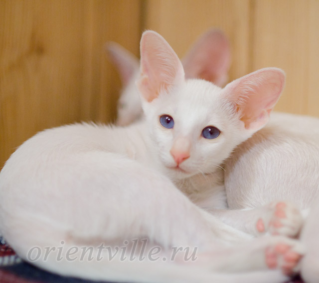 Сиамский котенок. 2 мес