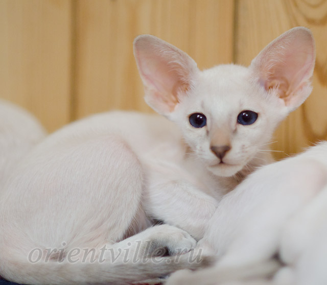 Сиамский котенок. 2 мес