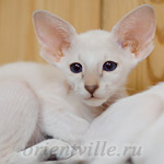 Сиамский котенок. 2 мес