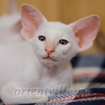 Сиамский котенок. 2 мес