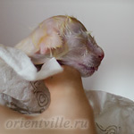 Новорожденный котенок