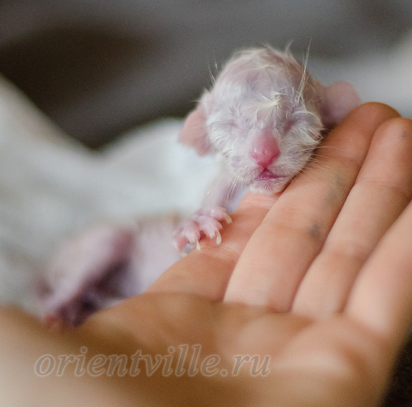 Новорожденный котенок
