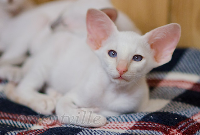 Сиамский котенок. 2 мес